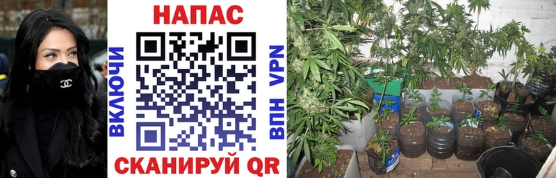 Марихуана план  Купить  Арск 
